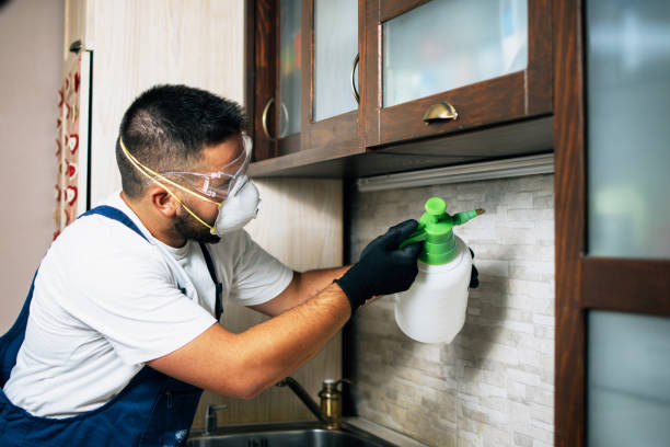 Wasp Removal Services in Shady Spring, WV